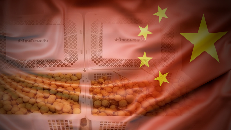 TISTR readies 20 tonnes of gas-treated longans for China TISTR readies 20 tonnes of gas-treated longans for China