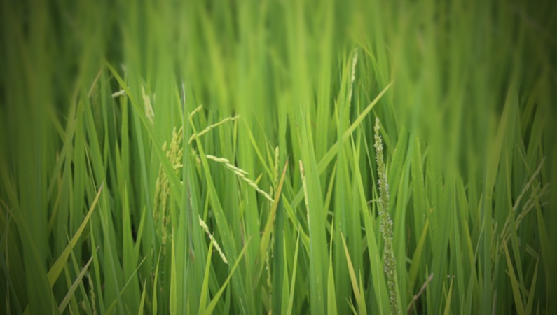 Rice exports expected to show shortfall Rice exports expected to show shortfall