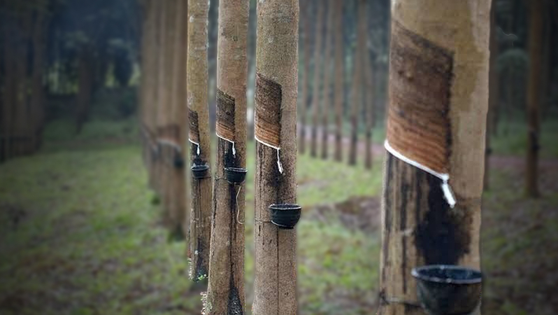 Rubber industry’s survival depends on certification, says academic Rubber industry’s survival depends on certification, says academic
