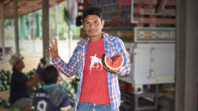 In Kalasin, fat, juicy watermelons hit the stalls In Kalasin, fat, juicy watermelons hit the stalls