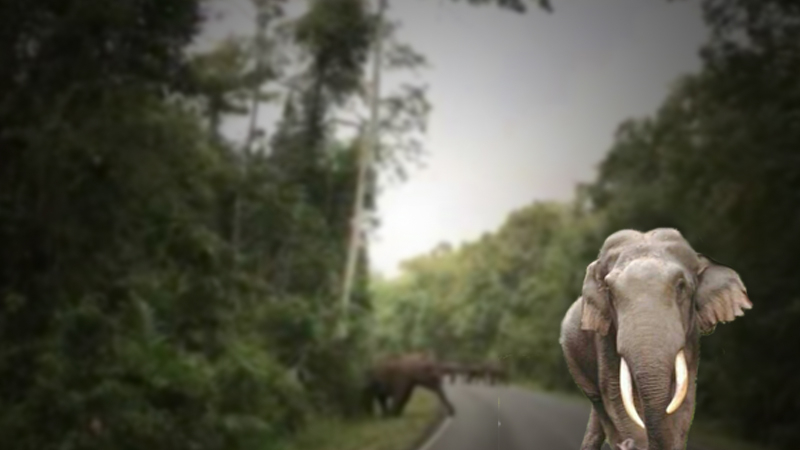 Khao Yai National Park warns tourists not to spook wild elephants Khao Yai National Park warns tourists not to spook wild elephants