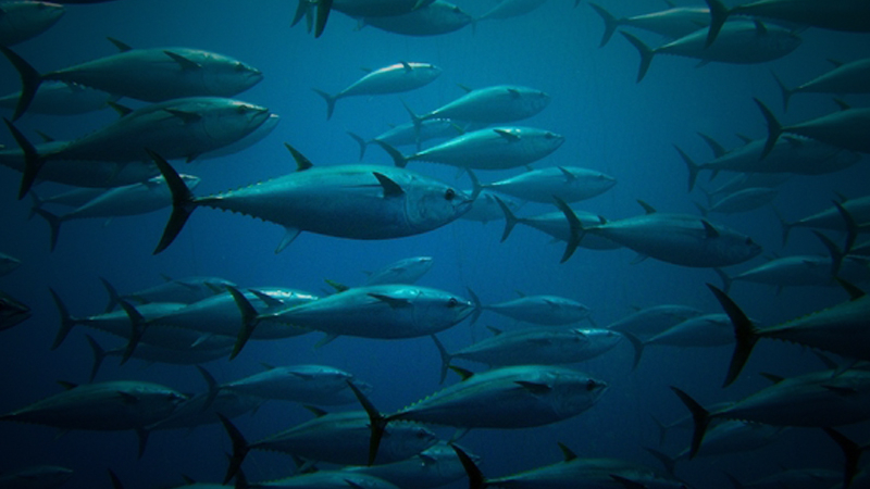 John West Foods cleared of IUU fishing charges John West Foods cleared of IUU fishing charges