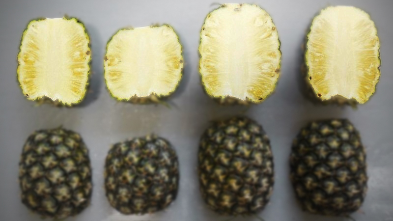New pineapple breed created after 34 years of evaluation, improvement New pineapple breed created after 34 years of evaluation, improvement
