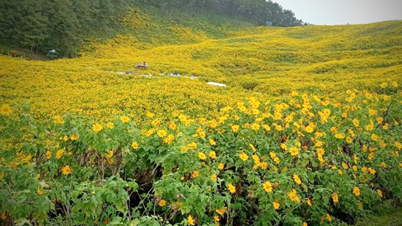 Sunny blooms draw fans to Lopburi, Mae Hong Son Sunny blooms draw fans to Lopburi, Mae Hong Son