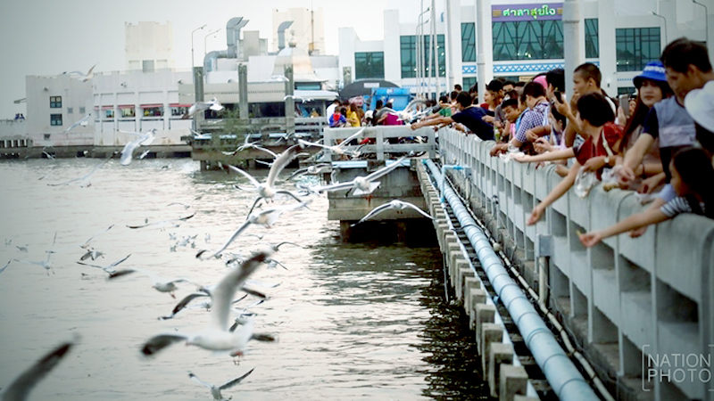 Seagulls are back to savour the warmth of Bangpu Recreation Centre Seagulls are back to savour the warmth of Bangpu Recreation Centre