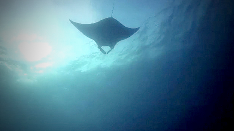 Rare giant ray spotted in Phang Nga Rare giant ray spotted in Phang Nga