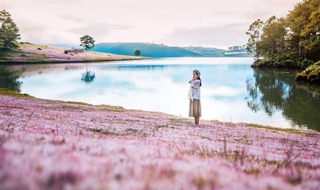 Pink grass hills in Lam Dong Province have attracted many tourists who come to take photos when the grass is in full blossom. — Photo du-lich-da-lat.com