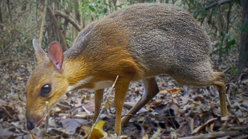 Rare deer-like species rediscovered after nearly 30 years in Việt Nam Rare deer-like species rediscovered after nearly 30 years in Việt Nam