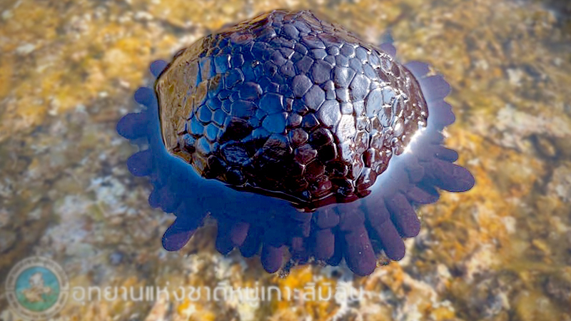 Rare helmet urchins found on Similan Islands for the first time Rare helmet urchins found on Similan Islands for the first time