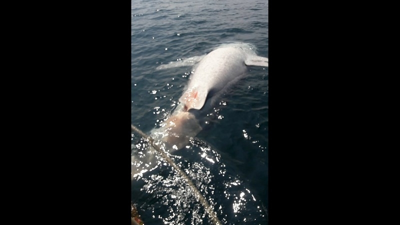Dead whale shark found near Koh Libong Dead whale shark found near Koh Libong