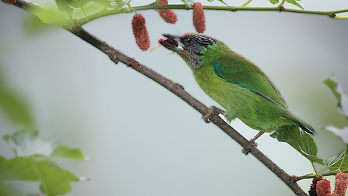 Golden throated Barbet