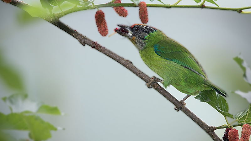 Golden throated Barbet