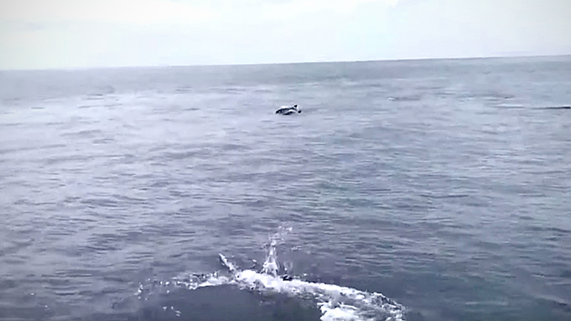 More than 30 dolphins sighted at Khao Lak Island, Phang Nga More than 30 dolphins sighted at Khao Lak Island, Phang Nga