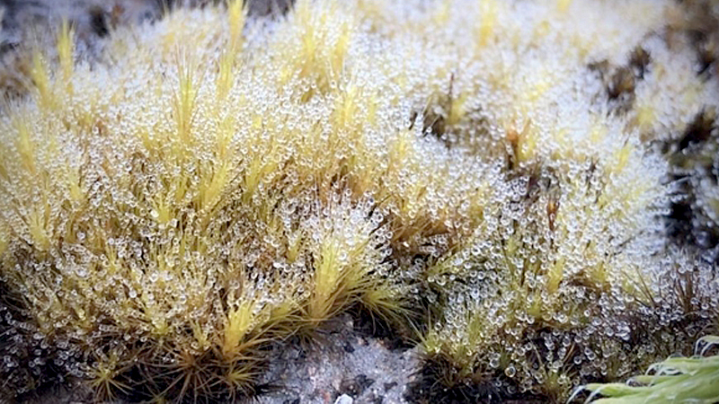 First frost of the year appears on Doi Inthanon, Chiang Mai First frost of the year appears on Doi Inthanon, Chiang Mai