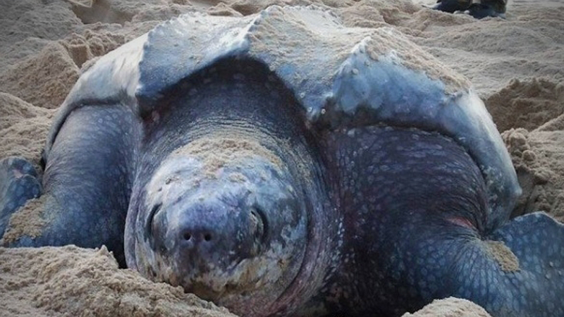 Joy as leatherback turtle lays eggs on Phang-nga beach Joy as leatherback turtle lays eggs on Phang-nga beach