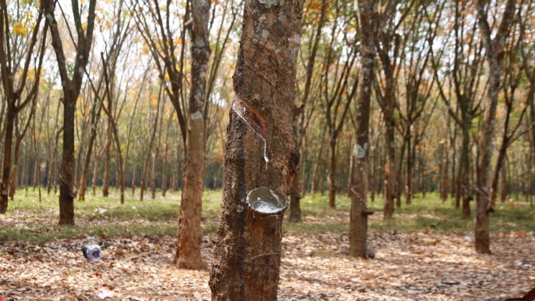 Thailand boosting rubber exports a concern Thailand boosting rubber exports a concern