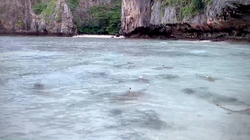 More than 10 Blacktip reef sharks found around Phi Phi Islands More than 10 Blacktip reef sharks found around Phi Phi Islands