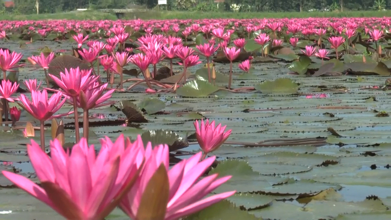 Lake of red lotus in Phayao beckons tourists Lake of red lotus in Phayao beckons tourists