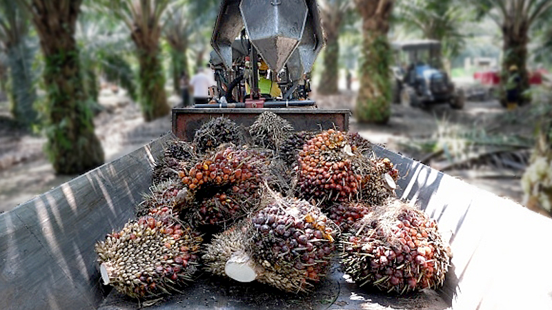 Palm oil fruit are seen inside the tractors at the Sime Darby Plantations on February 25 in Carey Island outside Kuala Lumpur. Photo: Getty Images