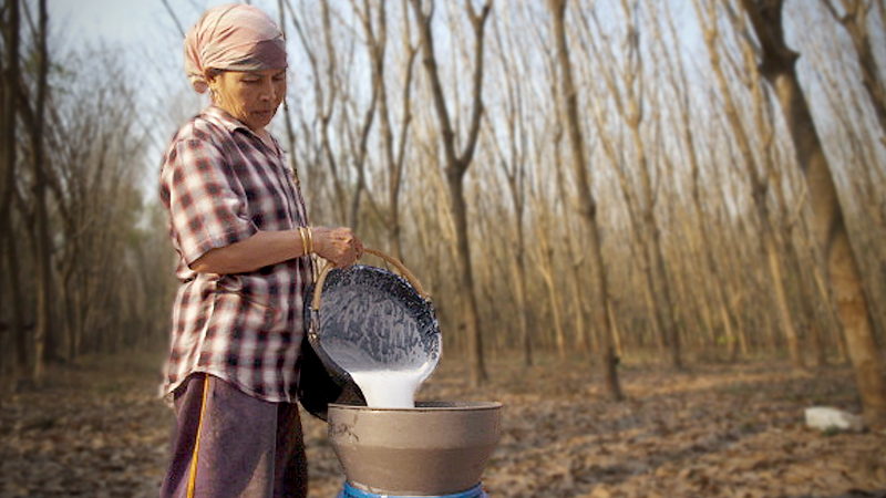 A Thai farmer pours rubber sap collected from trees on her and her husband's rubber plantation in Rayong, Thailand. Photo: Getty Images