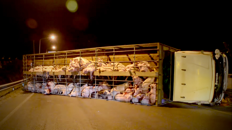 Pigs die as lorry transporting them overturns Pigs die as lorry transporting them overturns