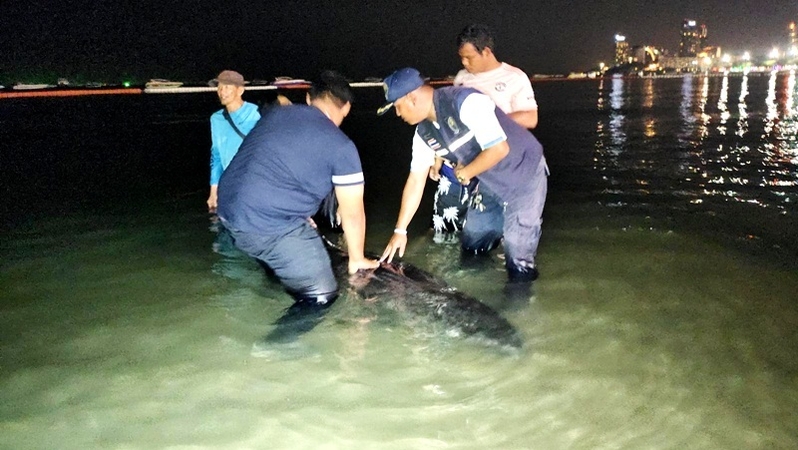 Pattaya fisherman gets a scare as 'whale' nabs bait Pattaya fisherman gets a scare as 'whale' nabs bait