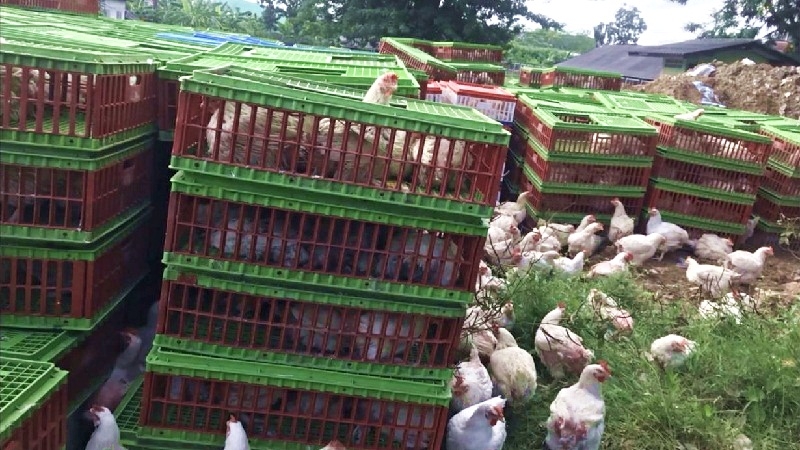 Animal quarantine station in hot water for burying chickens alive Animal quarantine station in hot water for burying chickens alive