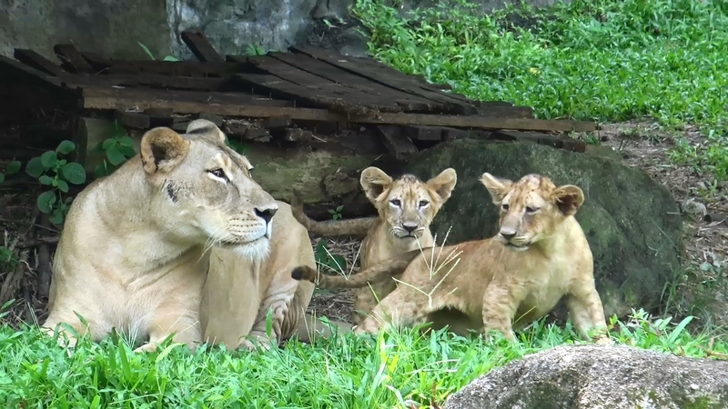 Lion pride on display at Songkhla Zoo Lion pride on display at Songkhla Zoo