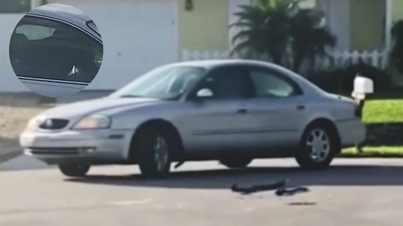 A dog drove doughnuts in a car for an hour. A dog drove doughnuts in a car for an hour.