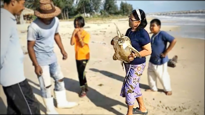 Songkhla villagers help save green turtle washed ashore Songkhla villagers help save green turtle washed ashore
