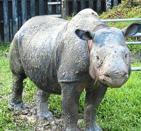 The last Sumatran rhino in Malaysia dies The last Sumatran rhino in Malaysia dies