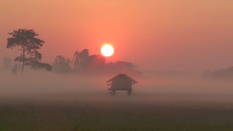 Mist Blanket Rice Fields In Pichit Mist Blanket Rice Fields In Pichit
