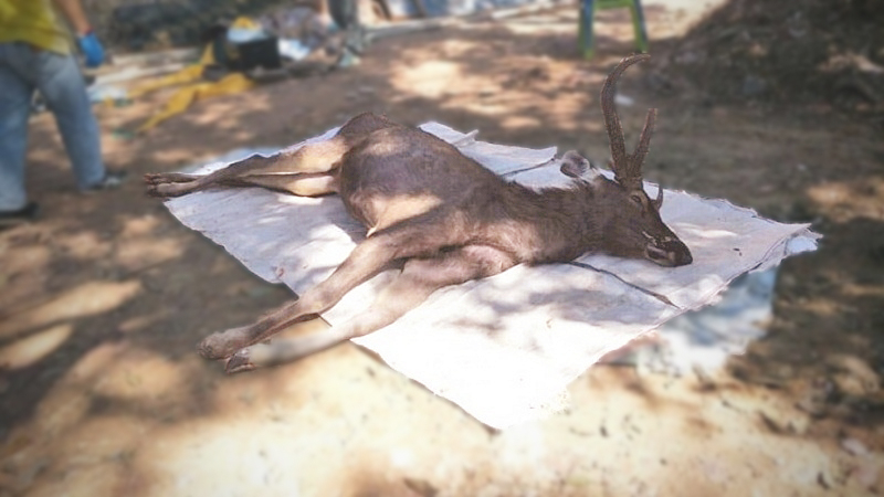 Stag found with a stomach full of plastic in Phrae national park Stag found with a stomach full of plastic in Phrae national park