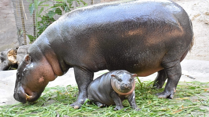 Pygmy hippo baby in need of a name, has cash Pygmy hippo baby in need of a name, has cash