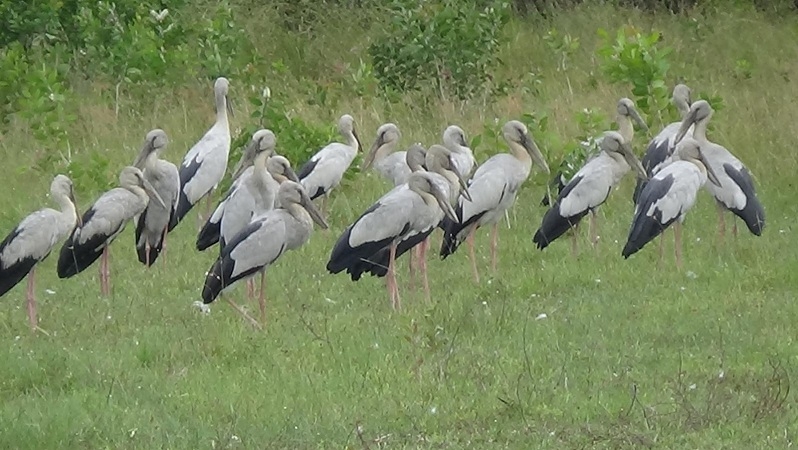 Birds of a feather … Birds of a feather …
