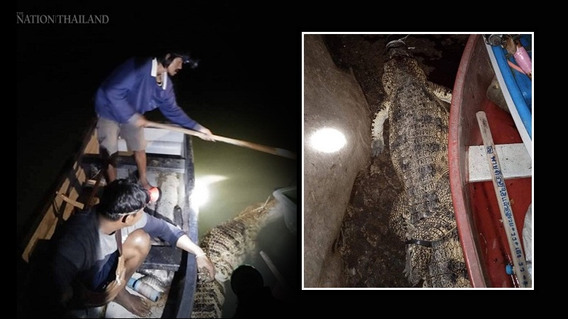Fishermen capture one crocodile, another escapes Fishermen capture one crocodile, another escapes