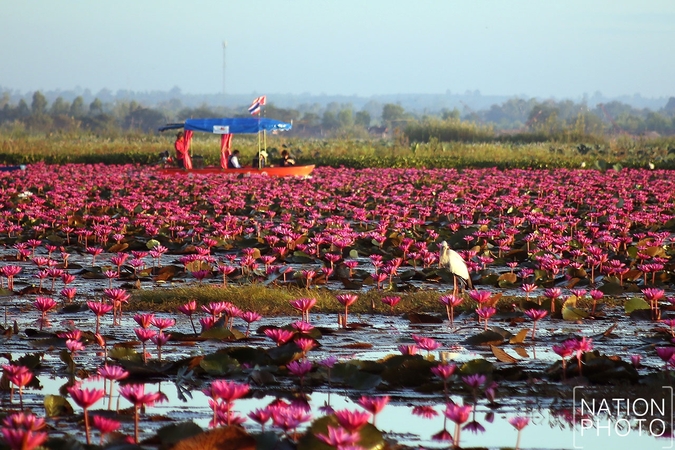 Tourists flock to Red Lotus Lake in Udon Thani Tourists flock to Red Lotus Lake in Udon Thani