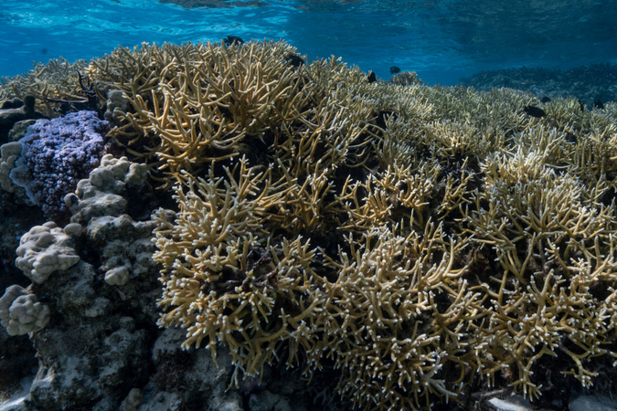 Scientists use loudspeakers to make dead coral reefs sound healthy, and fish flock to them Scientists use loudspeakers to make dead coral reefs sound healthy, and fish flock to them