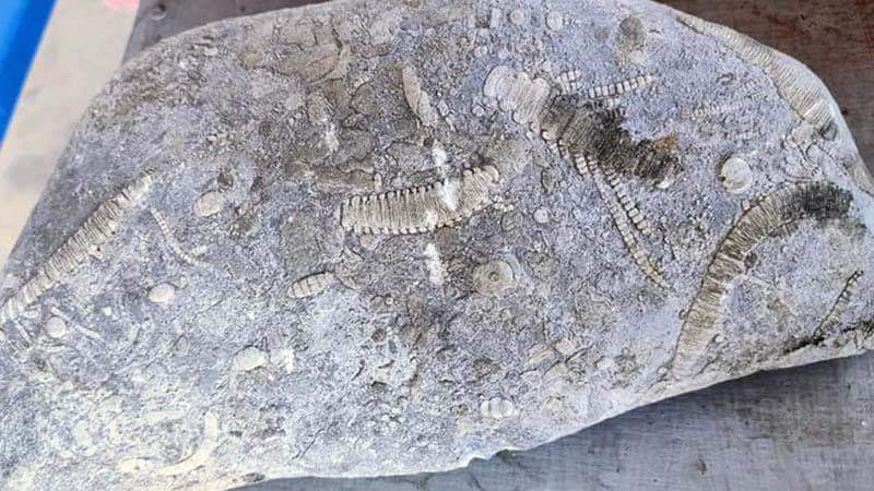 Woman finds 'fossils said to date back 250m years ago' on farm Woman finds 'fossils said to date back 250m years ago' on farm