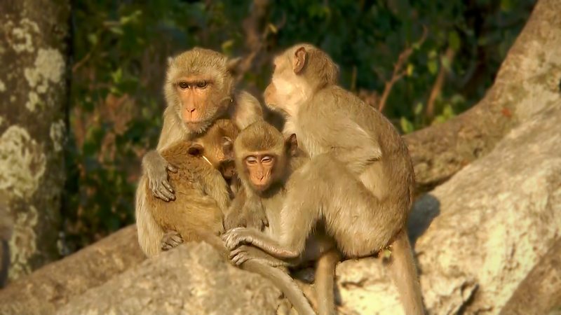 Monkeys hit hard as temperature drops Monkeys hit hard as temperature drops