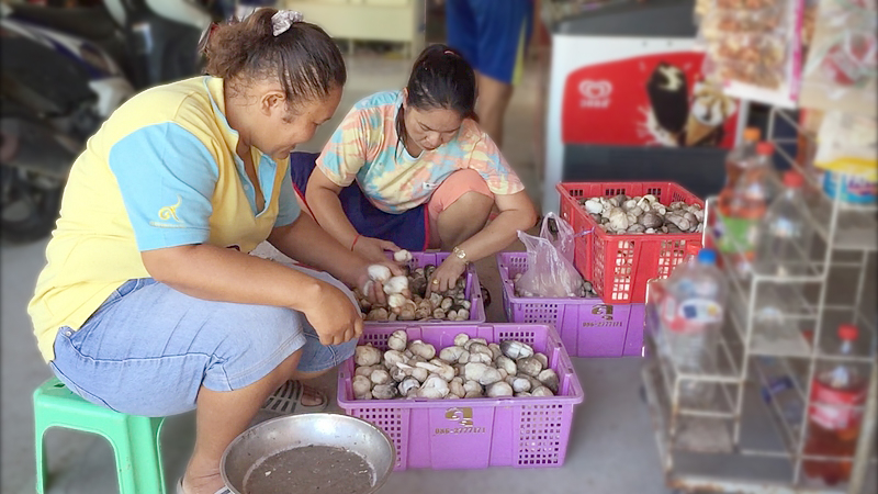 Straw mushrooms a life saver for Southern rubber growers Straw mushrooms a life saver for Southern rubber growers