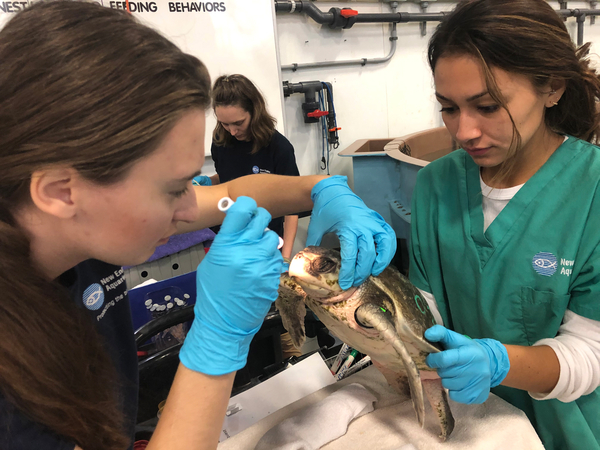 Coming to aid of sea turtles in troubled waters Coming to aid of sea turtles in troubled waters