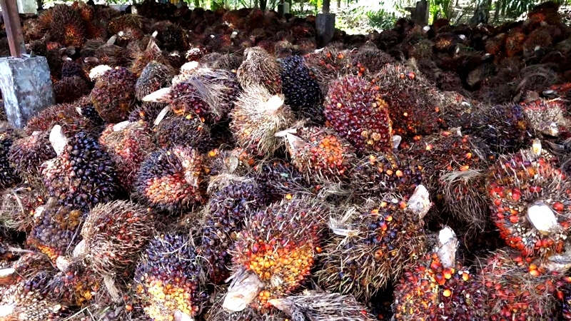 Govt accused of fixing agenda of meeting on palm price guarantee Govt accused of fixing agenda of meeting on palm price guarantee