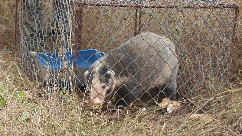 Hog badger gets new lease of life Hog badger gets new lease of life
