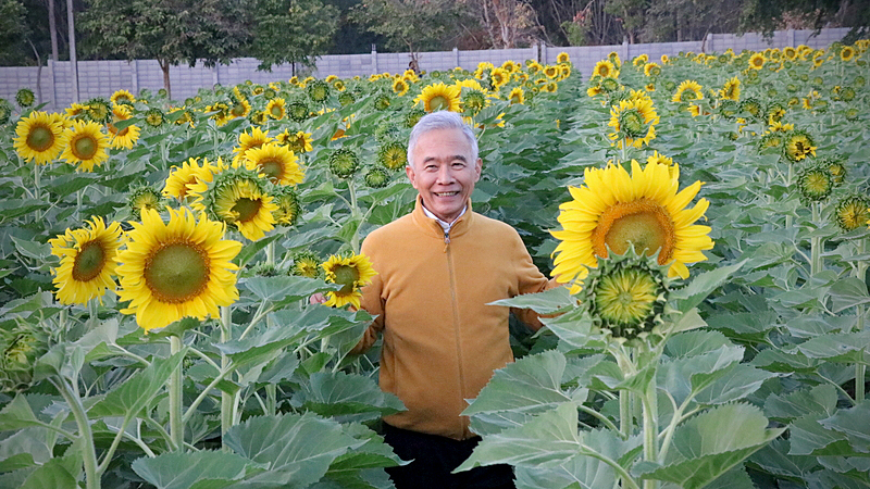 In full bloom