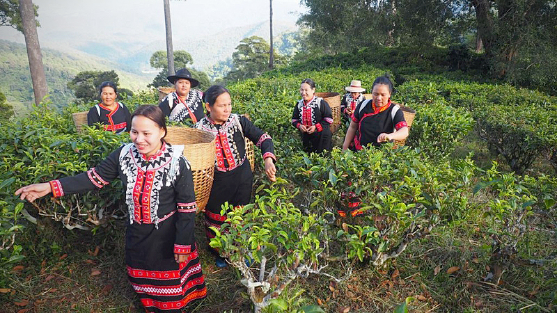 The Lahu people pick tea leaves