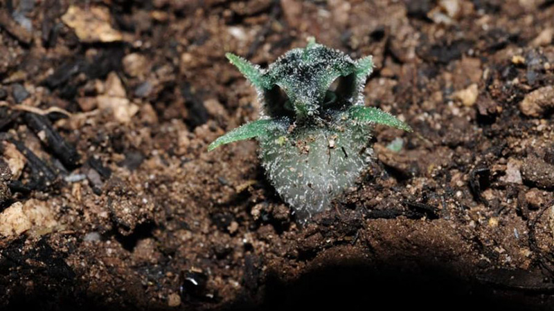 New plant species resembling owl discovered in Tak New plant species resembling owl discovered in Tak