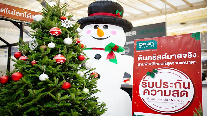 Real Christmas trees being snapped up at Baan & Beyond, Thai Watsadu Real Christmas trees being snapped up at Baan & Beyond, Thai Watsadu
