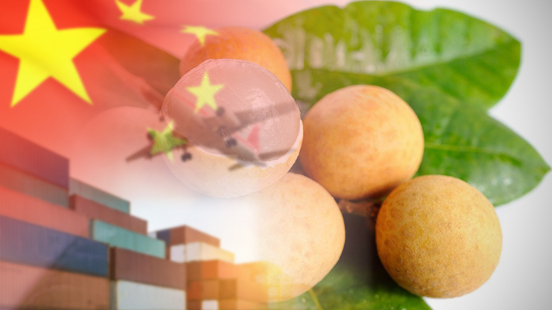 Off-season longan boost Thai export figures Off-season longan boost Thai export figures