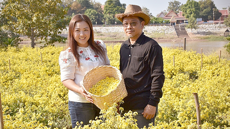 Chrysanthemums in full bloom beckon tourists to banks of Nan River Chrysanthemums in full bloom beckon tourists to banks of Nan River
